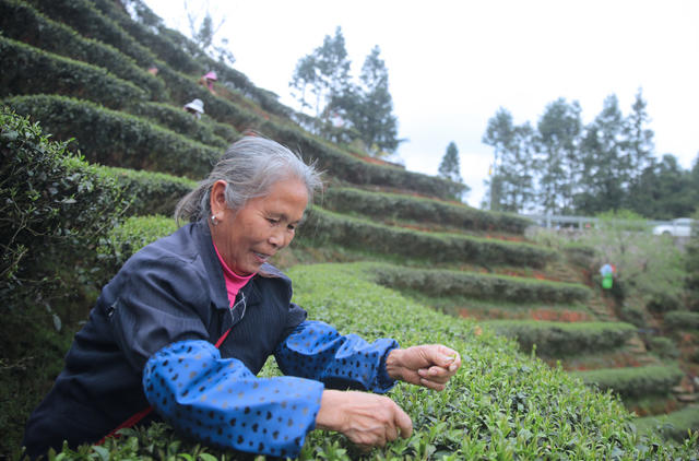 湖南桂东： 茶园  茶农 摘  明前茶