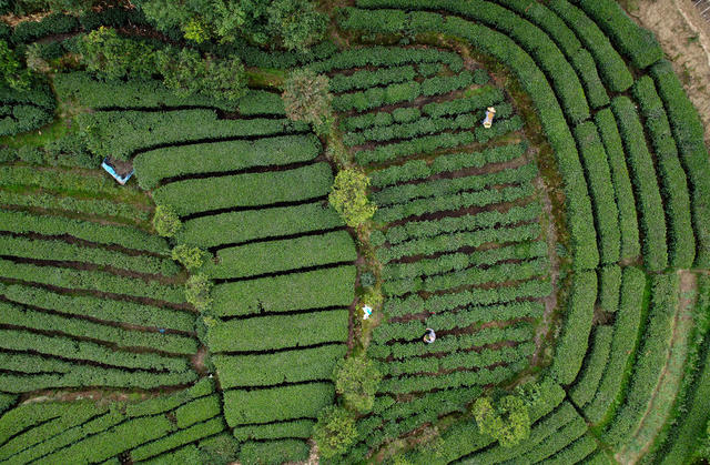 湖南桂东： 茶园  茶农 摘  明前茶
