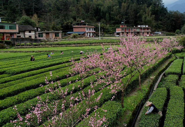 湖南桂东： 茶园  茶农 摘  明前茶
