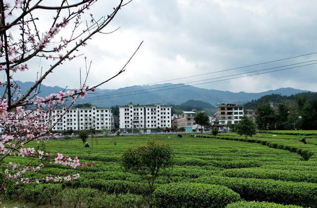 湖南桂东： 茶园  茶农 摘  明前茶