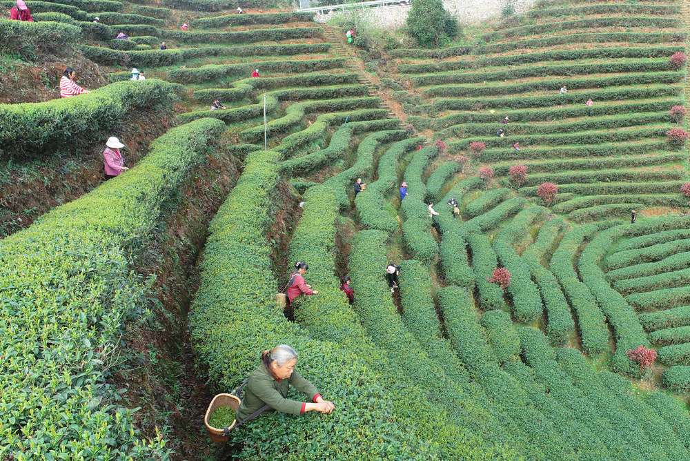 湖南桂东： 茶园  茶农 摘  明前茶