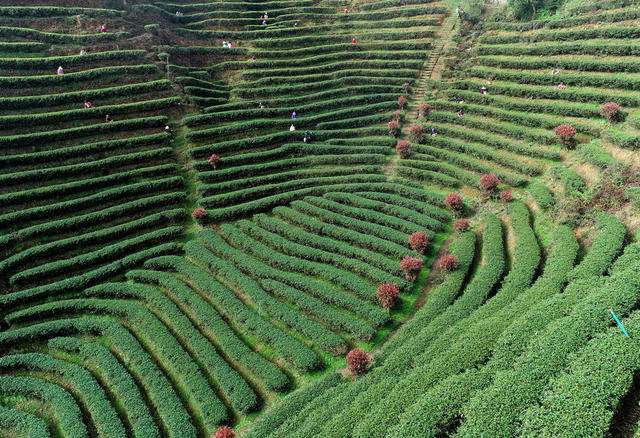 湖南桂东： 茶园  茶农 摘  明前茶