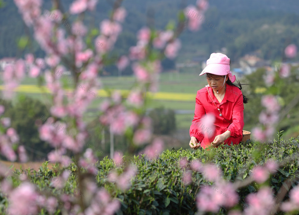 春光 春茶 采摘 市场 生态