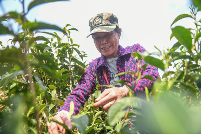 春茶
茶叶
采摘