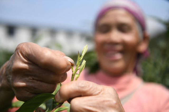 春茶
茶叶
采摘