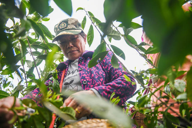 春茶
茶叶
采摘