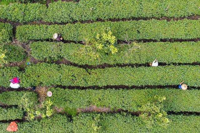 茶叶 春茶  湘西  农业  