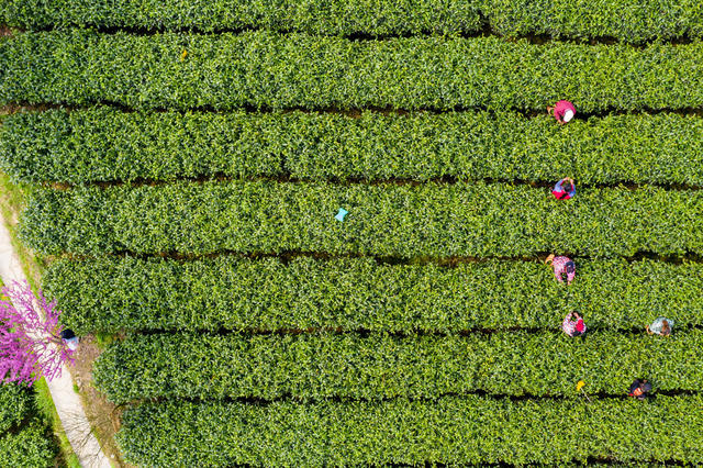 茶叶 春茶  湘西  农业  