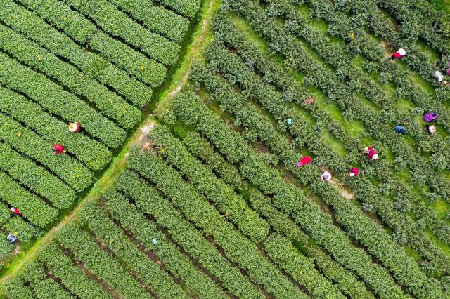 茶叶 春茶  湘西  农业  