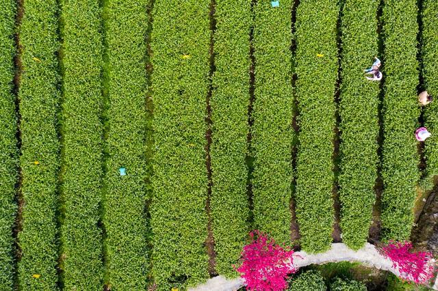 茶叶 春茶  湘西  农业  