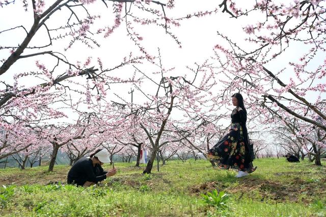 桃花  油菜花  农业  产业  旅游  黄桃  乡村振兴