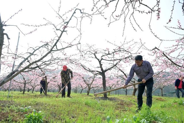 桃花  油菜花  农业  产业  旅游  黄桃  乡村振兴