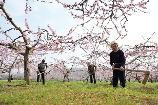 桃花  油菜花  农业  产业  旅游  黄桃  乡村振兴