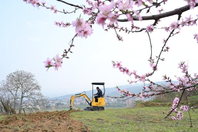 桃花  油菜花  农业  产业  旅游  黄桃  乡村振兴