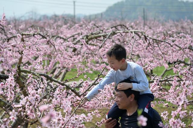 桃花  油菜花  农业  产业  旅游  黄桃  乡村振兴