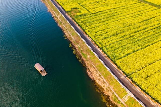 桃花  油菜花  农业  产业  旅游  黄桃  乡村振兴