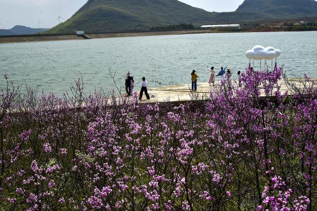 花经济、紫荆花、观光赏花