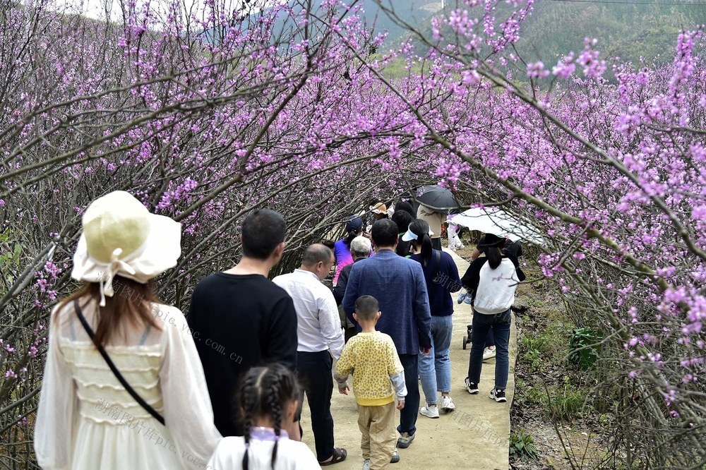 花经济、紫荆花、观光赏花