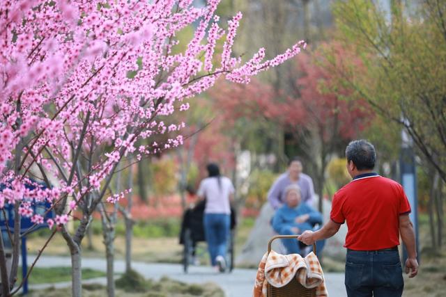 吉首 桃花 市民 赏花 春暖花开 春意 盎然 乾州 桃林 景象