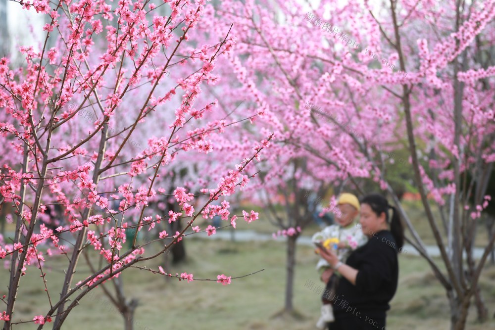 吉首 桃花 市民 赏花 春暖花开 春意 盎然 乾州 桃林 景象