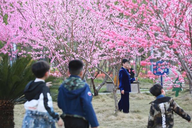 吉首 桃花 市民 赏花 春暖花开 春意 盎然 乾州 桃林 景象