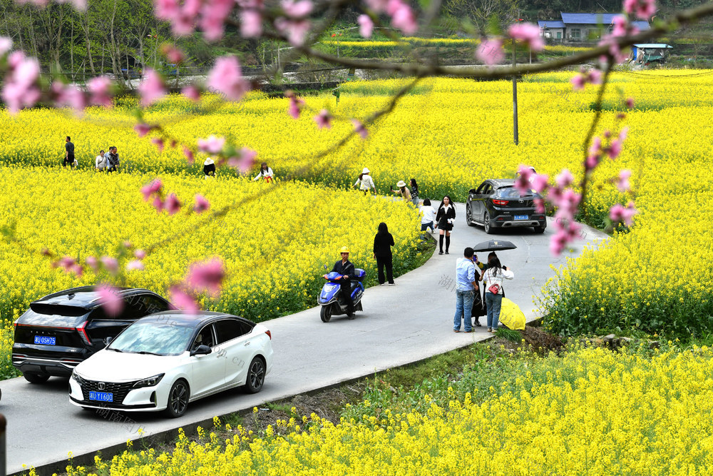 春光 旅游 赏花 