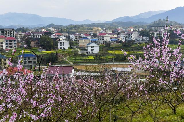 农村  桃花  美丽乡村