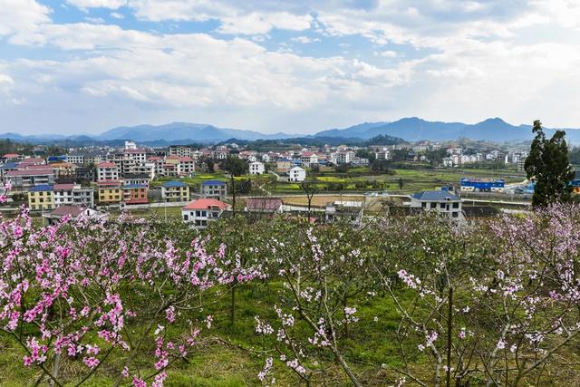 农村  桃花  美丽乡村