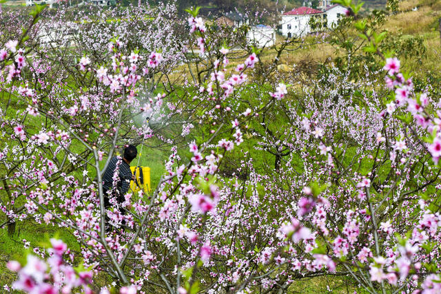 农村  桃花  美丽乡村