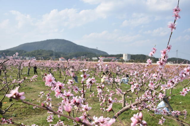 桃花怒放 游客赏花