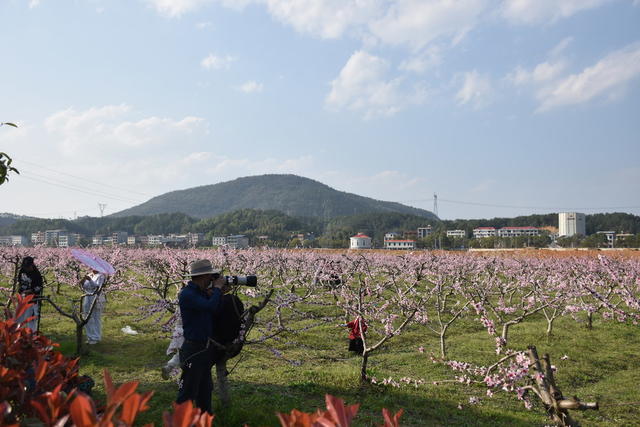 桃花怒放 游客赏花