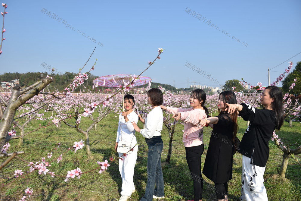 桃花怒放 游客赏花