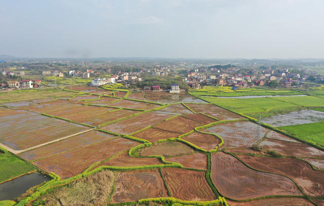 春意浓  乡村  田园  画卷  春耕  水田  自然  风光  风景