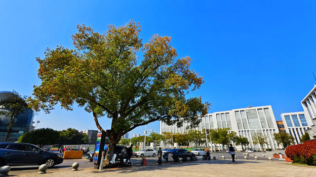 樟树，保佑田心社区和电力机车幸福吉祥，健康稳定。