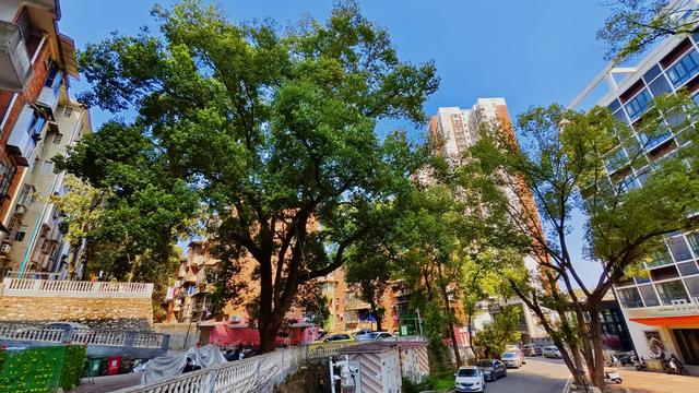 樟树，保佑田心社区和电力机车幸福吉祥，健康稳定。