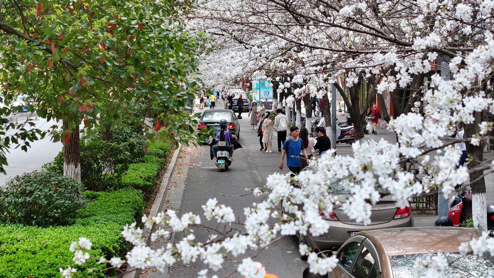 樱花 游玩 赏花