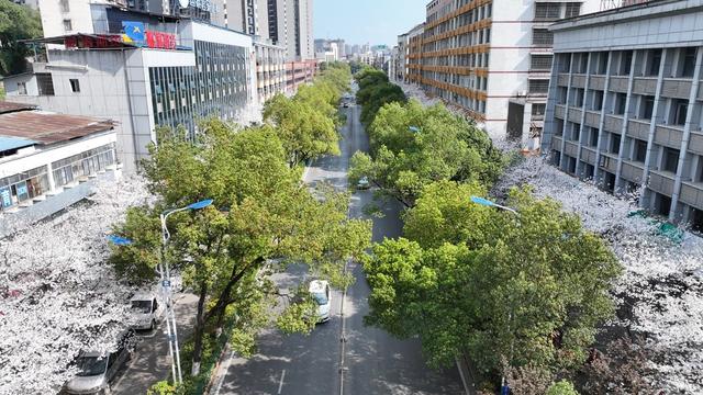 樱花 游玩 赏花