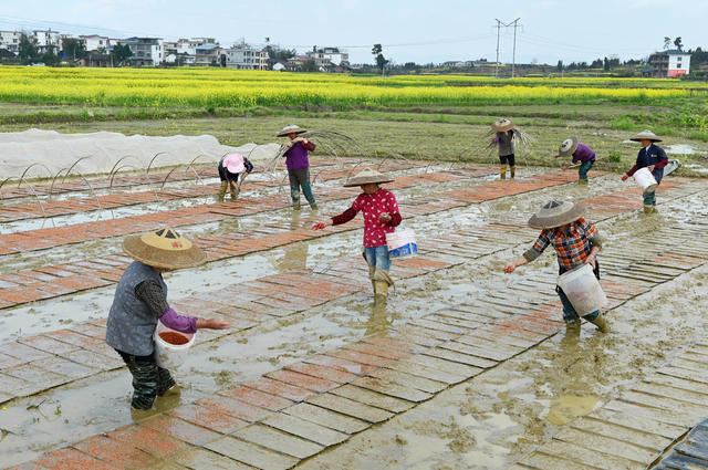 春耕生产 育秧 播种  水稻 田间 农村 农业 天气 合作社  社员 粮食生产 经济 