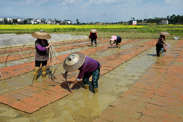 春耕生产 育秧 播种  水稻 田间 农村 农业 天气 合作社  社员 粮食生产 经济 