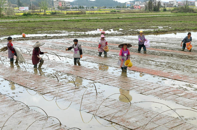 春耕生产 育秧 播种  水稻 田间 农村 农业 天气 合作社  社员 粮食生产 经济 