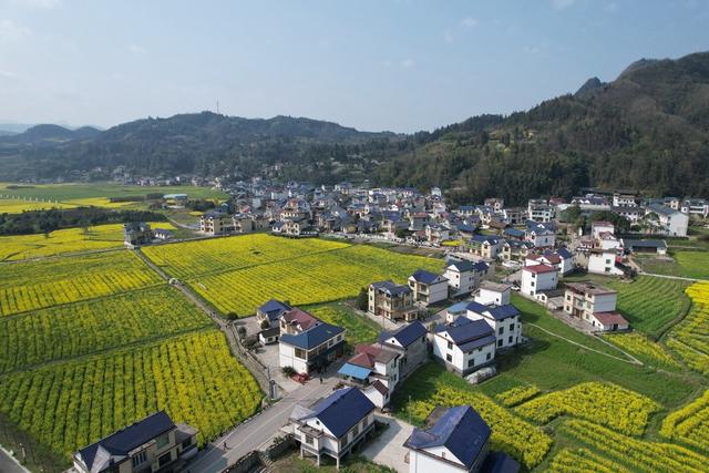 万亩花田扮靓美丽乡村