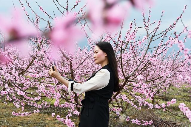   春光美  引游人