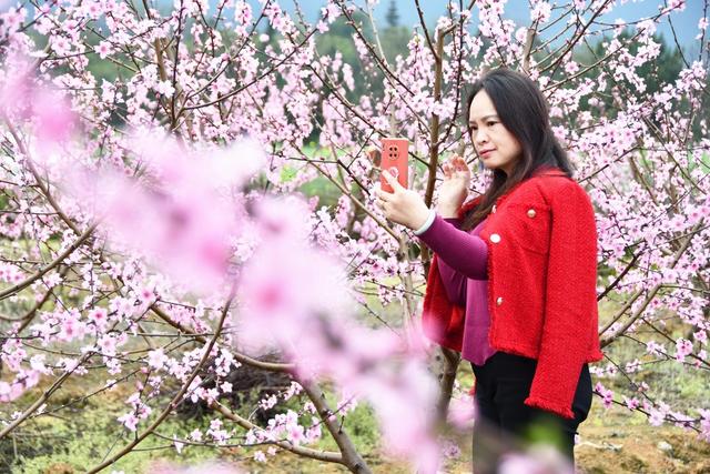   春光美  引游人