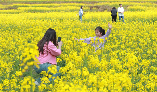 油菜花开