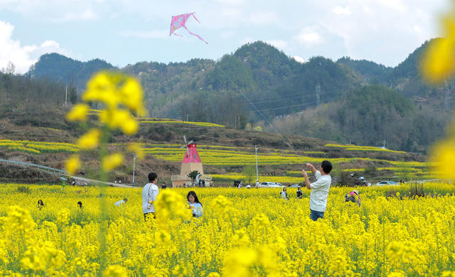 油菜花开