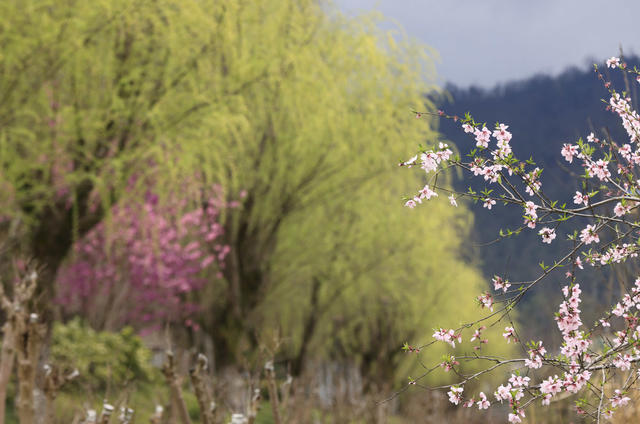 张家界 春色 武陵源 索溪河