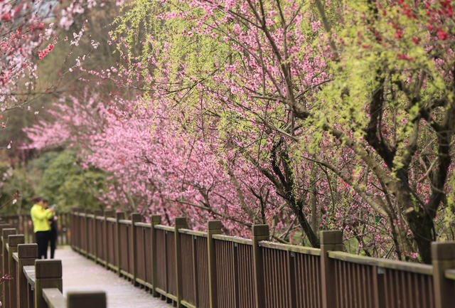 张家界 春色 武陵源 索溪河