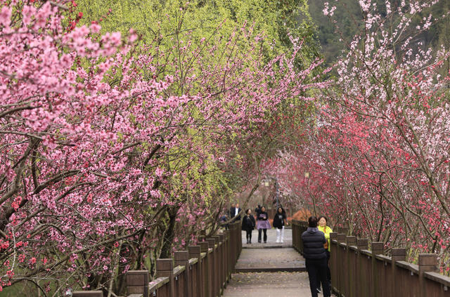 张家界 春色 武陵源 索溪河