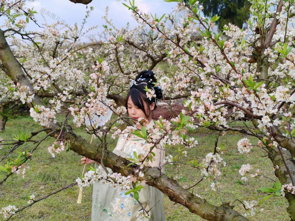 凤凰县    花开正盛   打卡拍照。