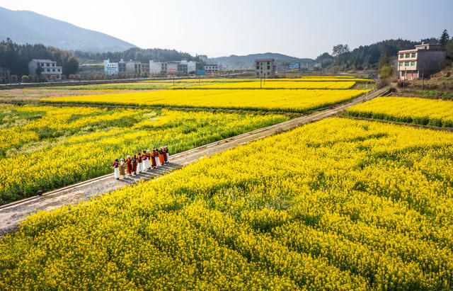 旅游 油菜花 武阳 晴天 生态农业